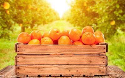Gestión de venta de fruta para tu empresa de la mano de Servicios Agrícolas Meliá