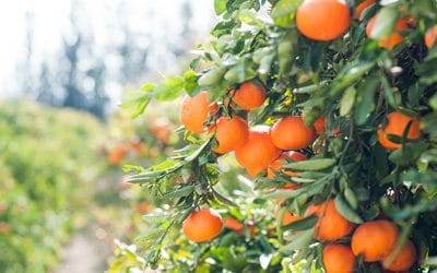 Datos curiosos sobre las naranjas que desconocías